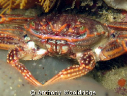 A common crab taken at Moonie Reef in Port Elizabeth Sout... by Anthony Wooldridge 